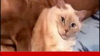 大肥猫可爱图片,大肥猫的可爱瞬间